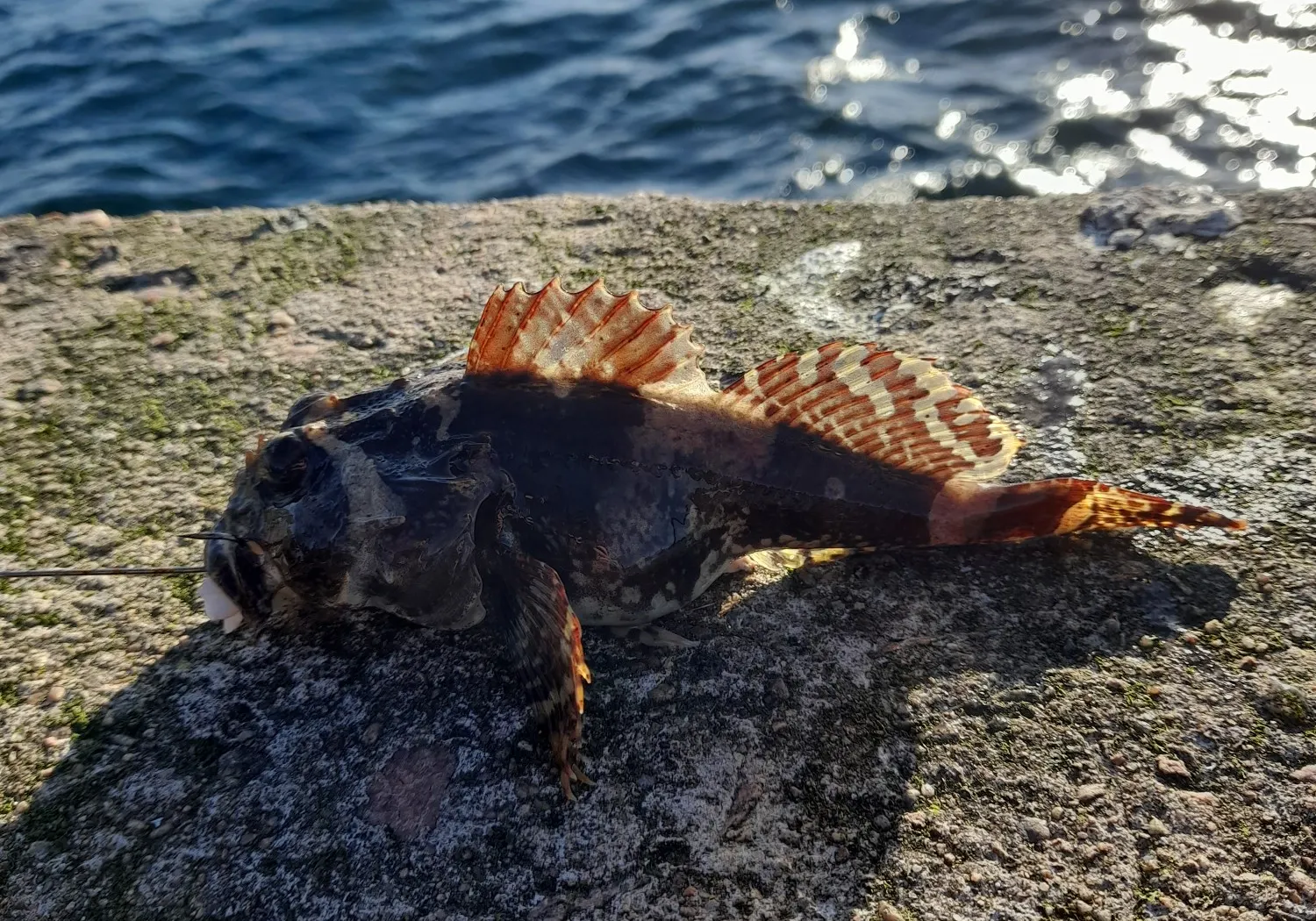 Shorthorn sculpin