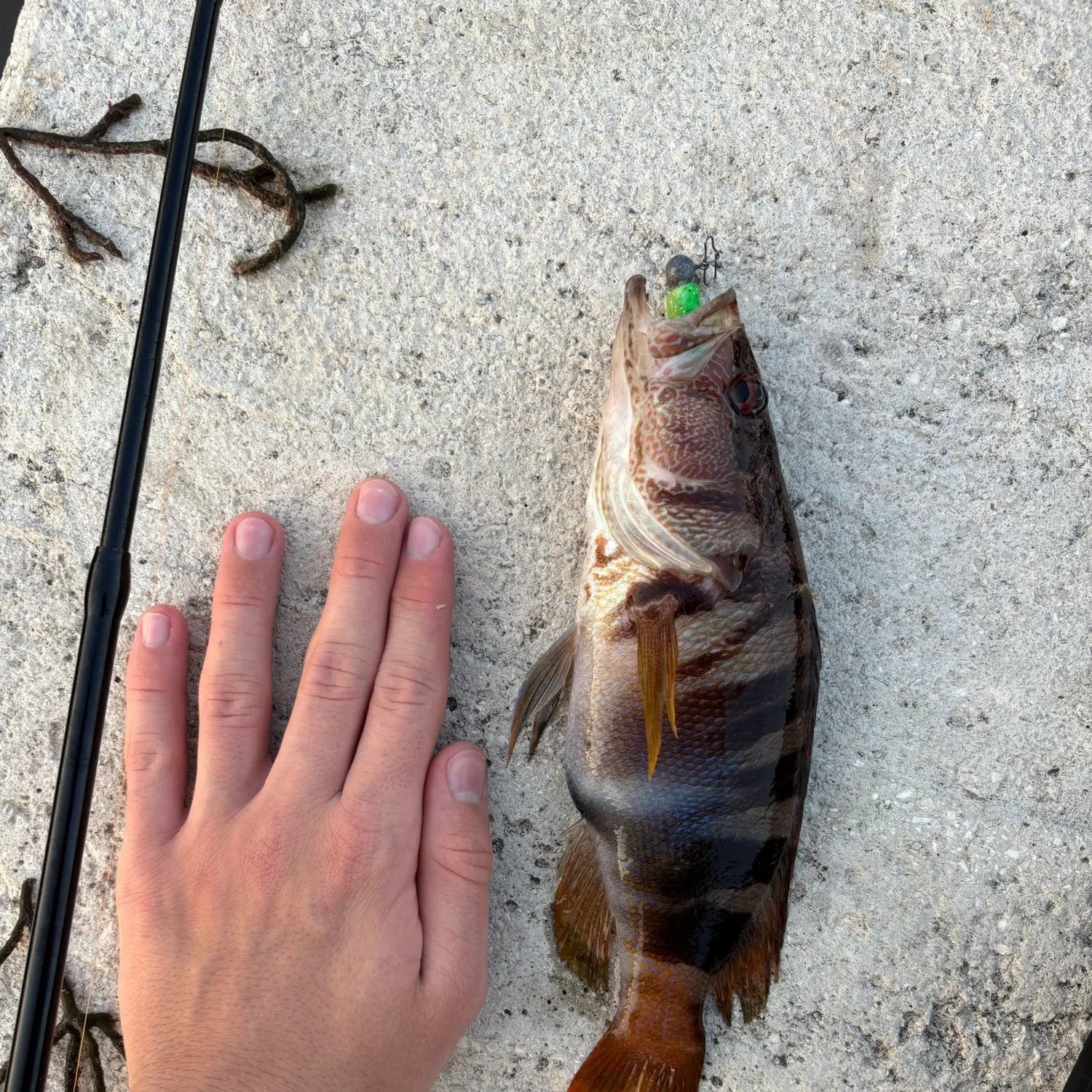 recently logged catches