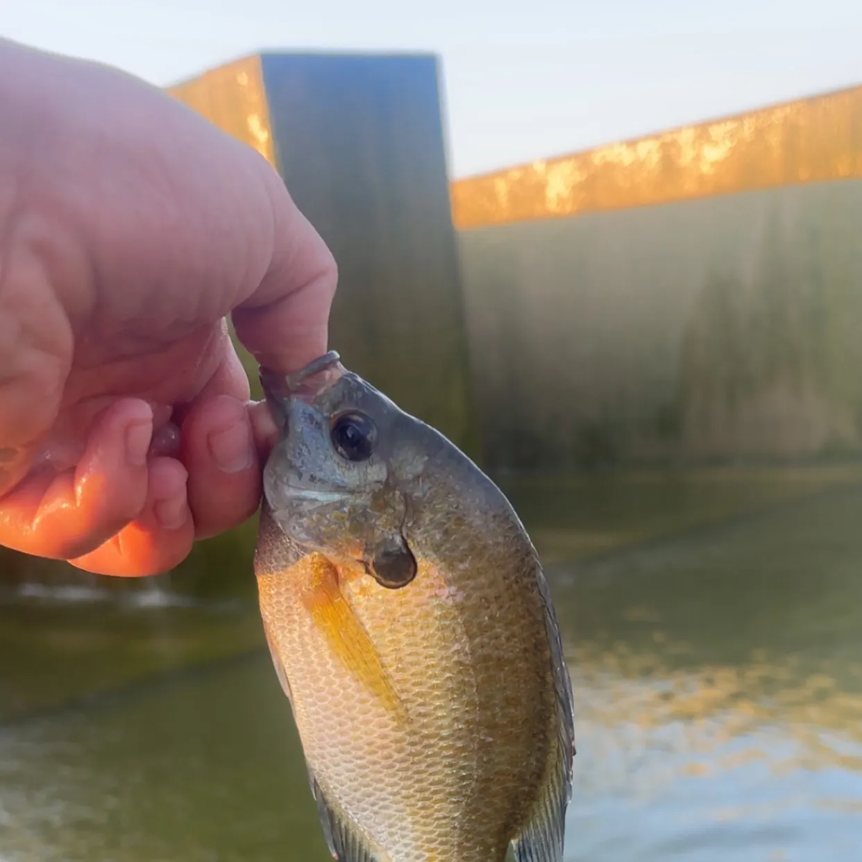 Bluegill caught on Fishbrain