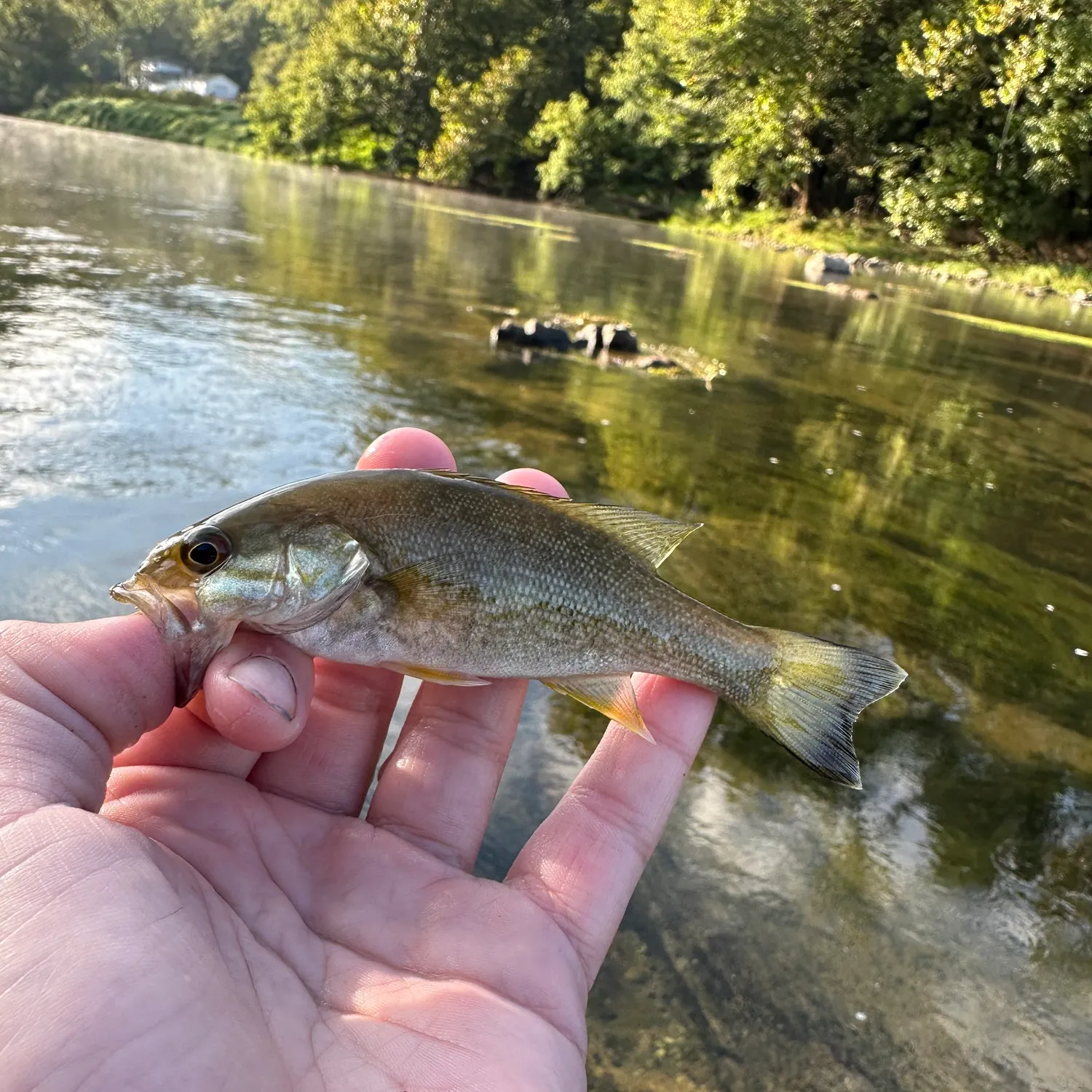 Smallmouth bass caught on Fishbrain