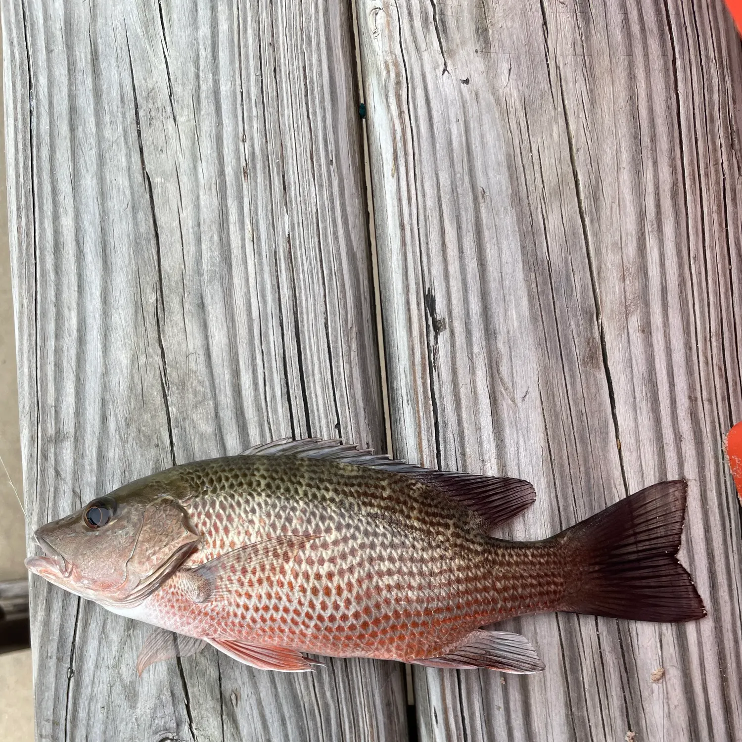 Mangrove snapper caught on Fishbrain