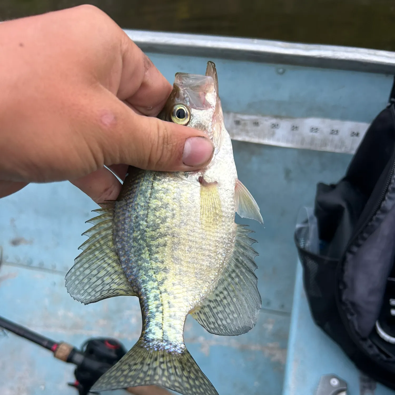 Black crappie caught on Fishbrain