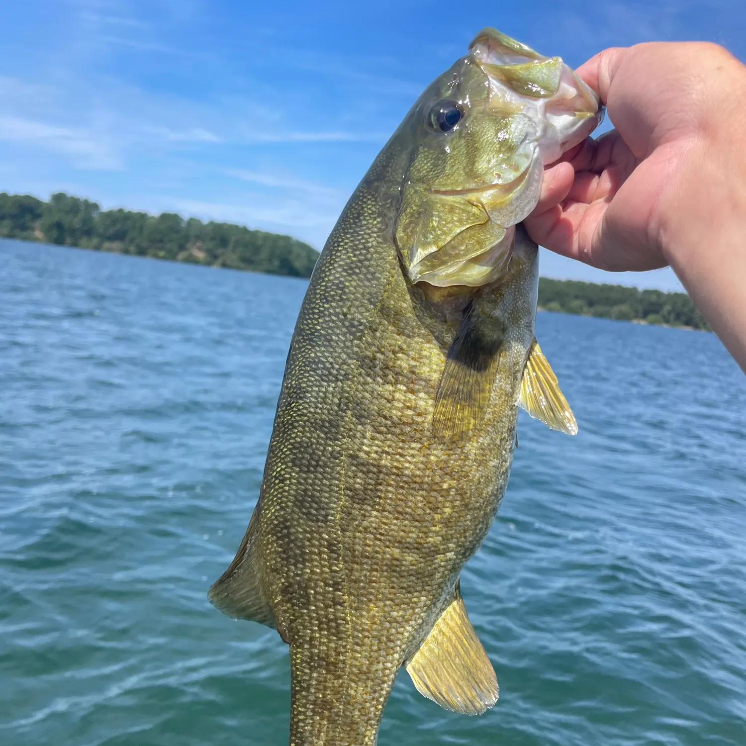 Smallmouth bass caught on Fishbrain