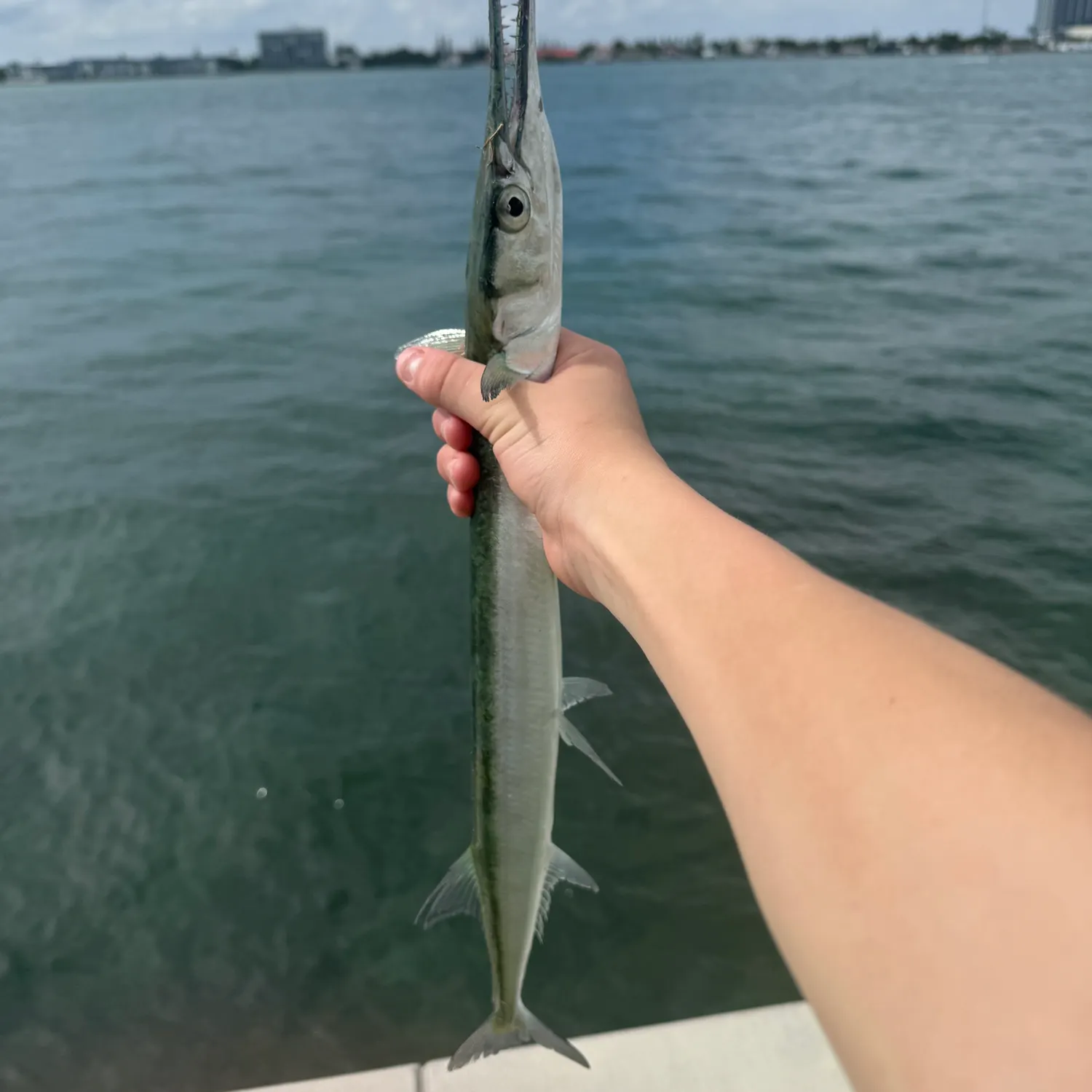 The most recent Hound needlefish catches on Fishbrain