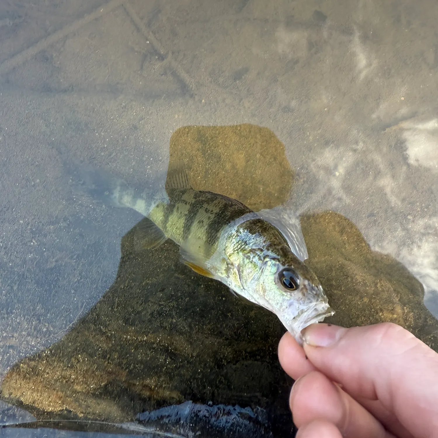 Yellow perch caught on Fishbrain