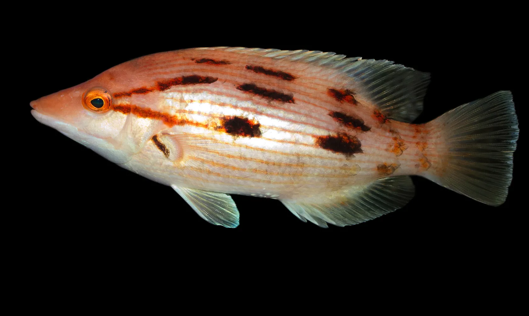 Red pigfish