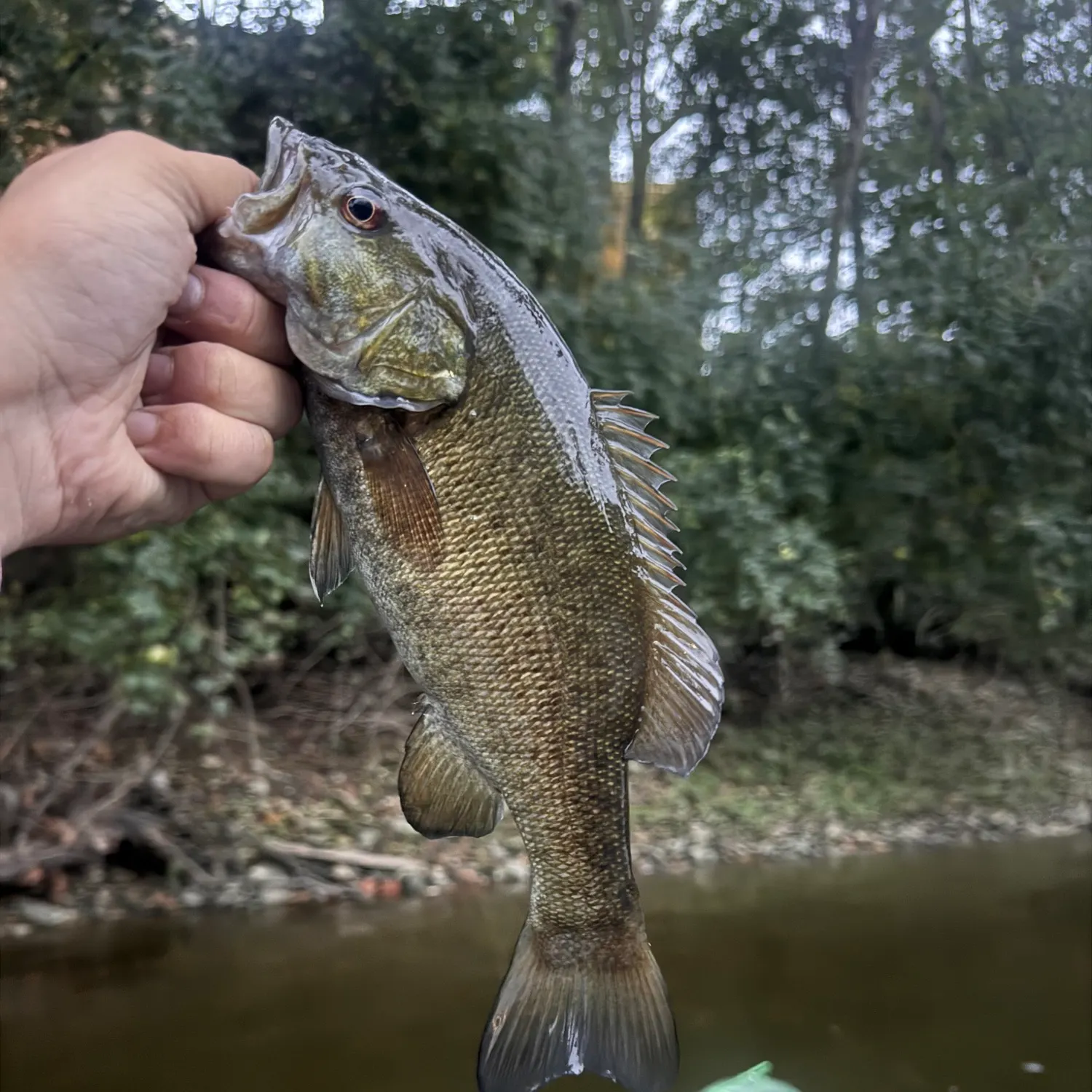 Smallmouth bass caught on Fishbrain