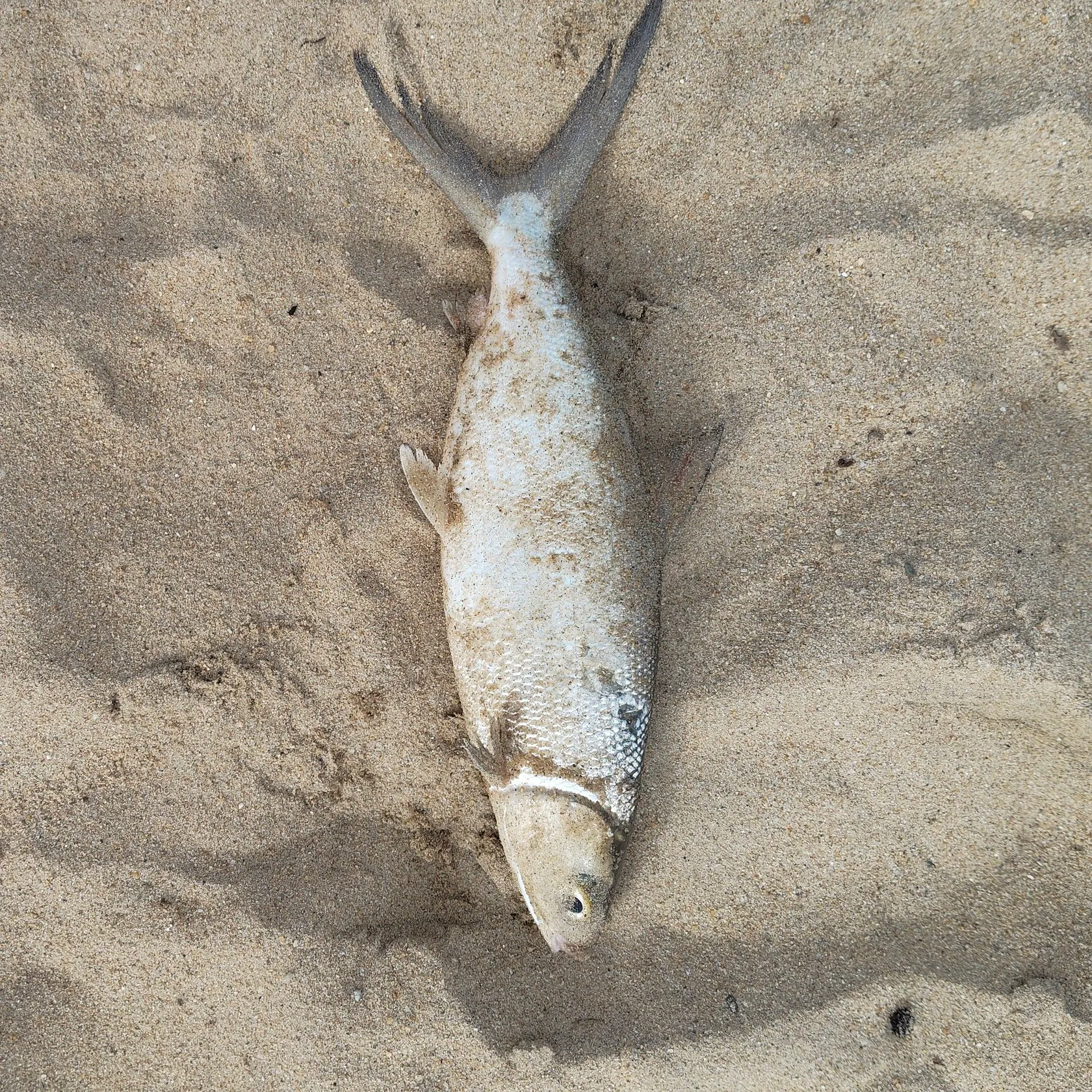 The most recent Milkfish catches on Fishbrain