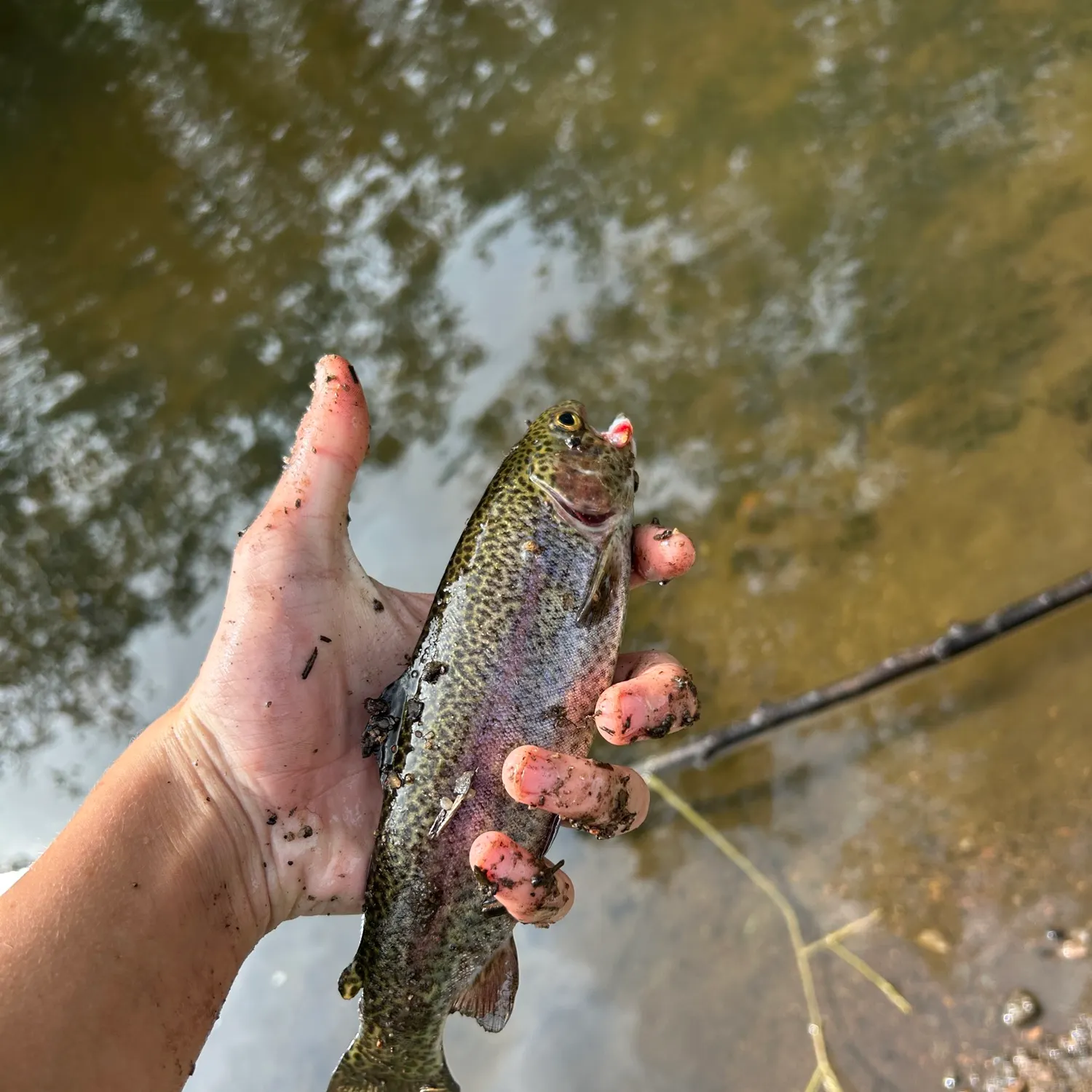 Rainbow trout caught on Fishbrain