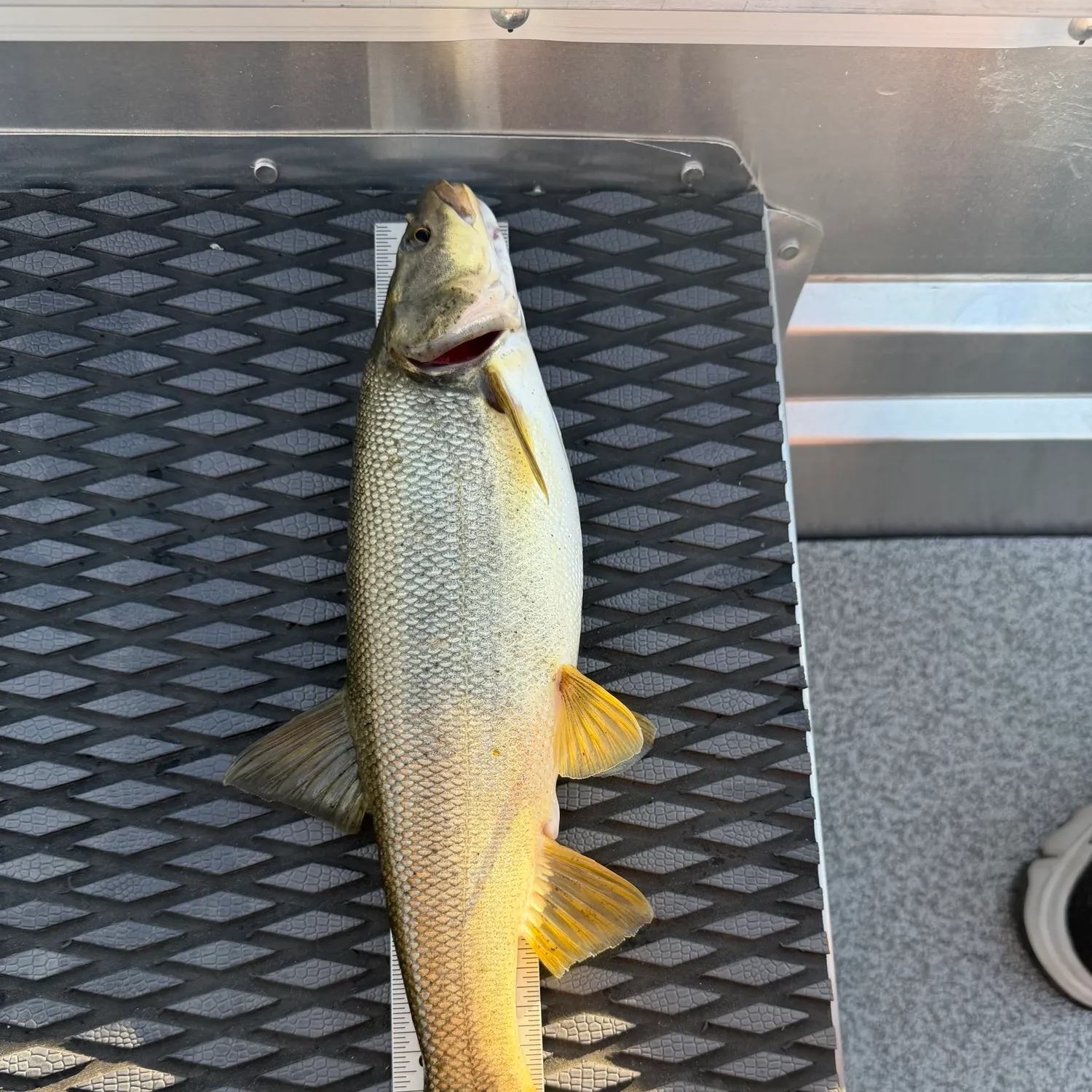 Northern pikeminnow caught on Fishbrain