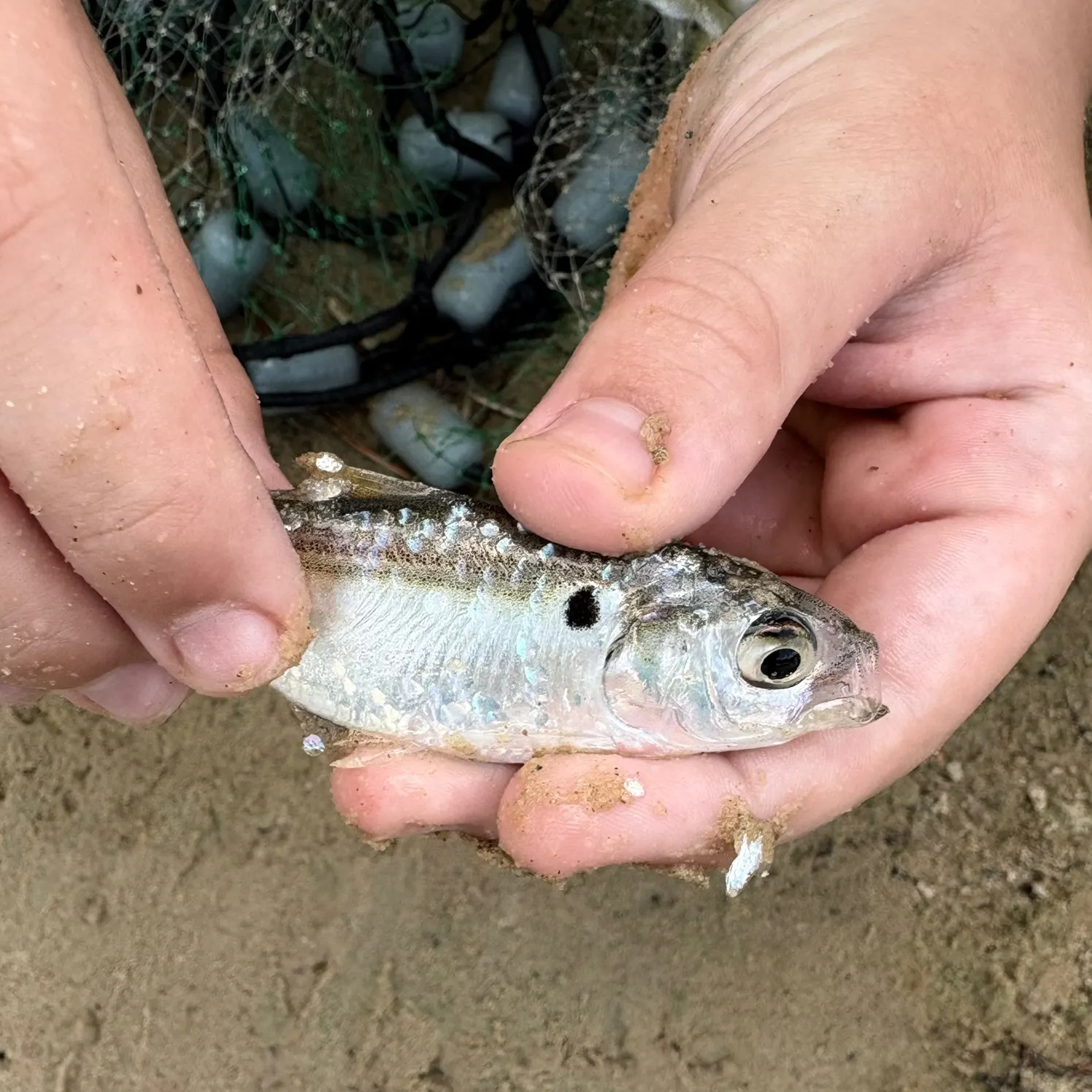 The most recent White shiner catches on Fishbrain