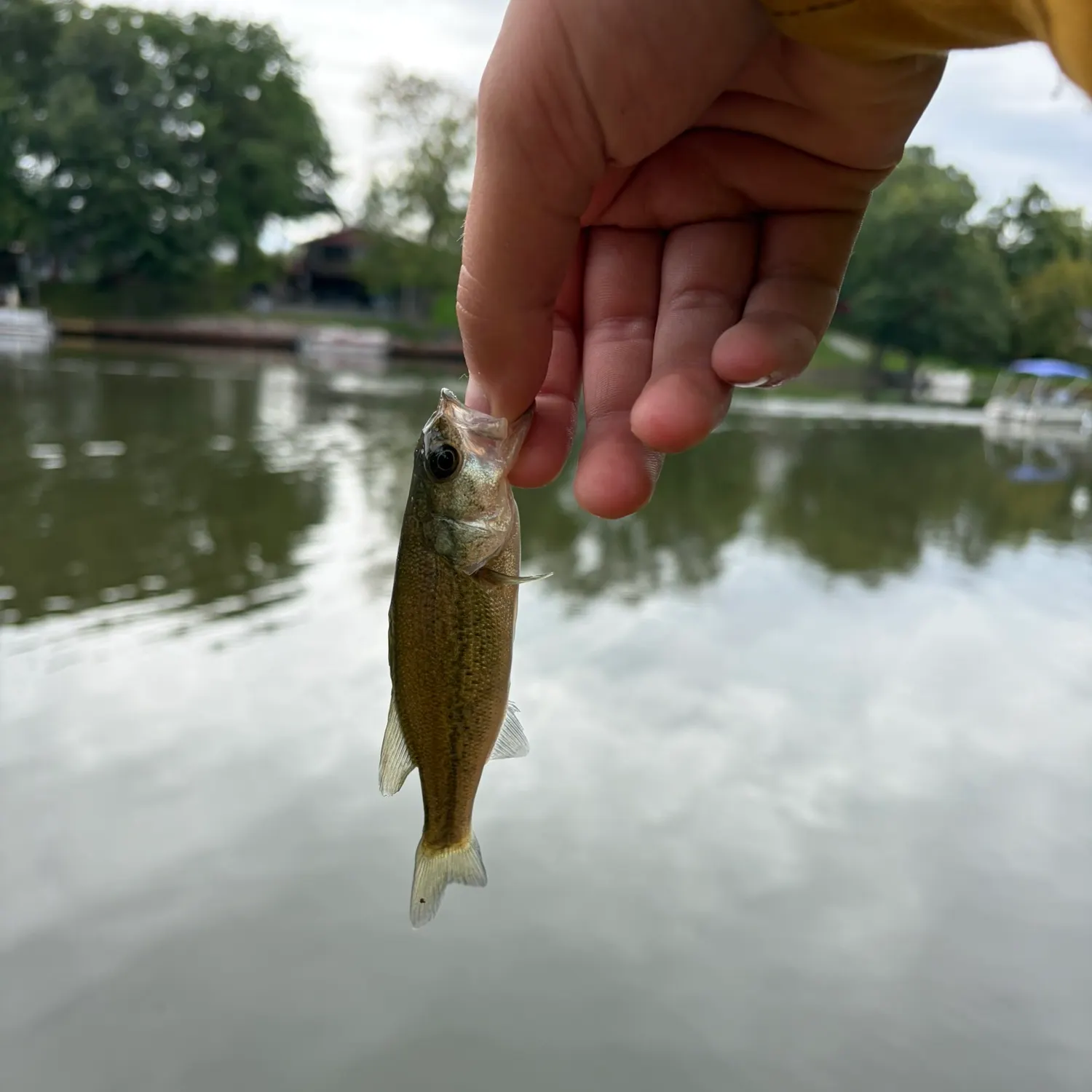 Spotted bass caught on Fishbrain