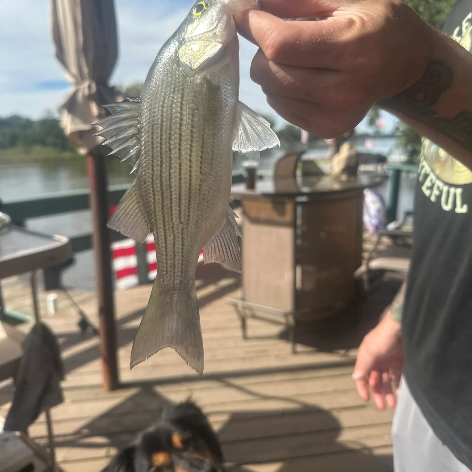 Striped bass caught on Fishbrain
