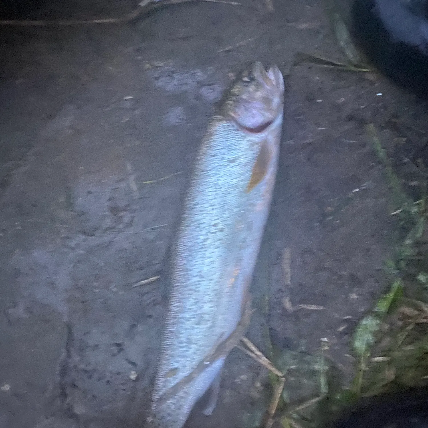 Rainbow trout caught on Fishbrain