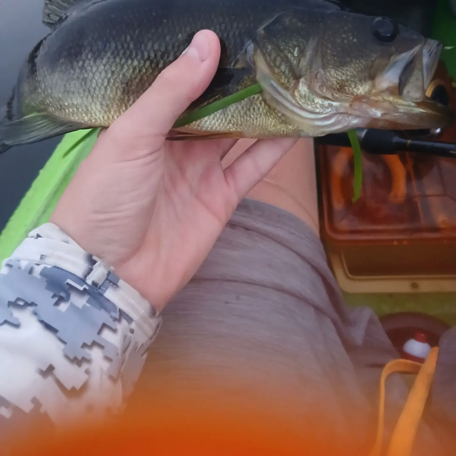 Largemouth bass caught on Fishbrain