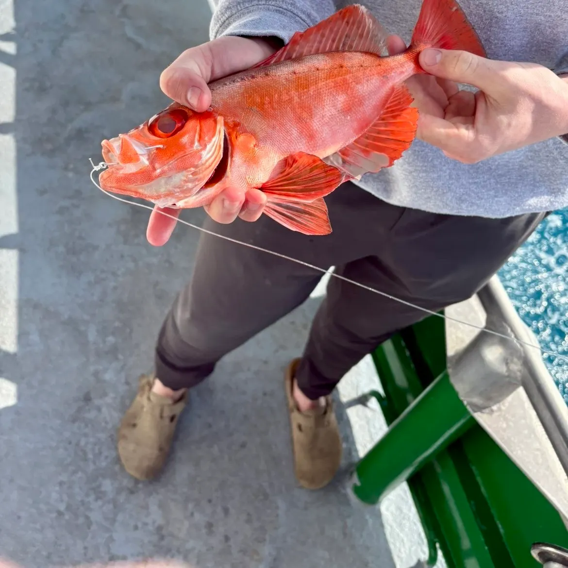 The most recent Atlantic bigeye catches on Fishbrain