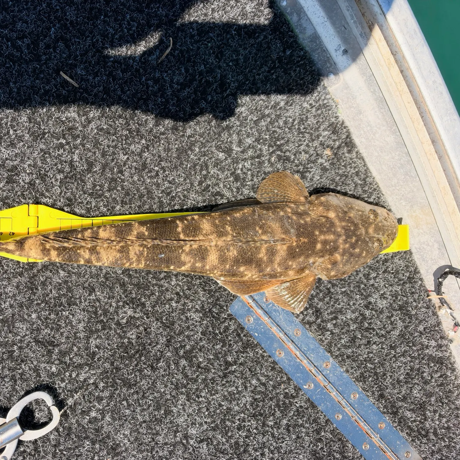 Dusky flathead caught on Fishbrain