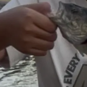 Smallmouth bass caught on Fishbrain