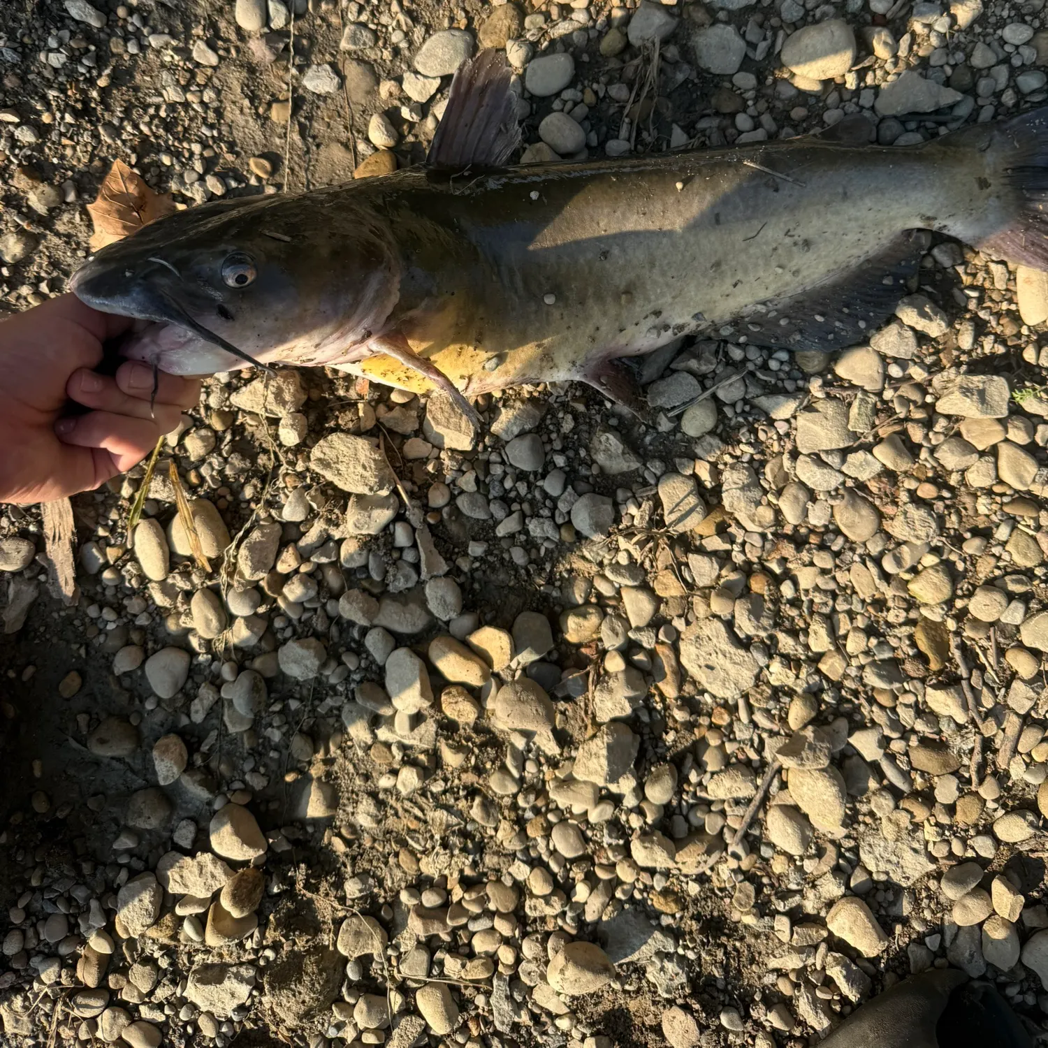 Channel catfish caught on Fishbrain