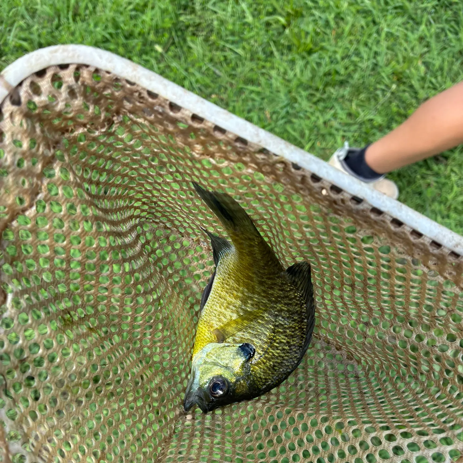 Bluegill caught on Fishbrain
