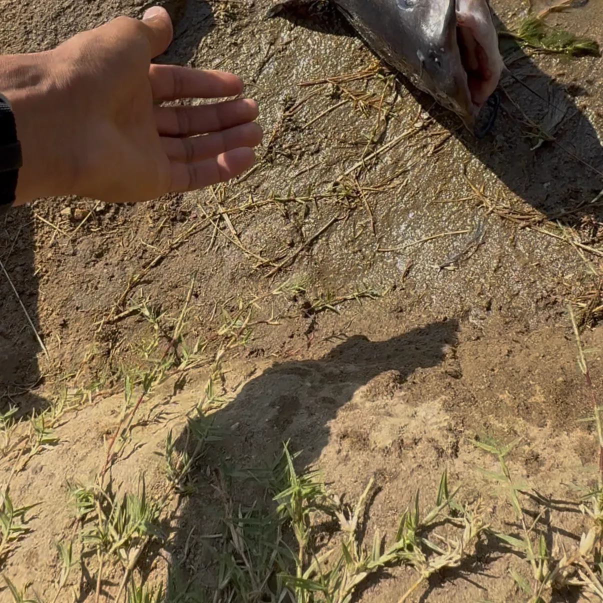 Channel catfish caught on Fishbrain