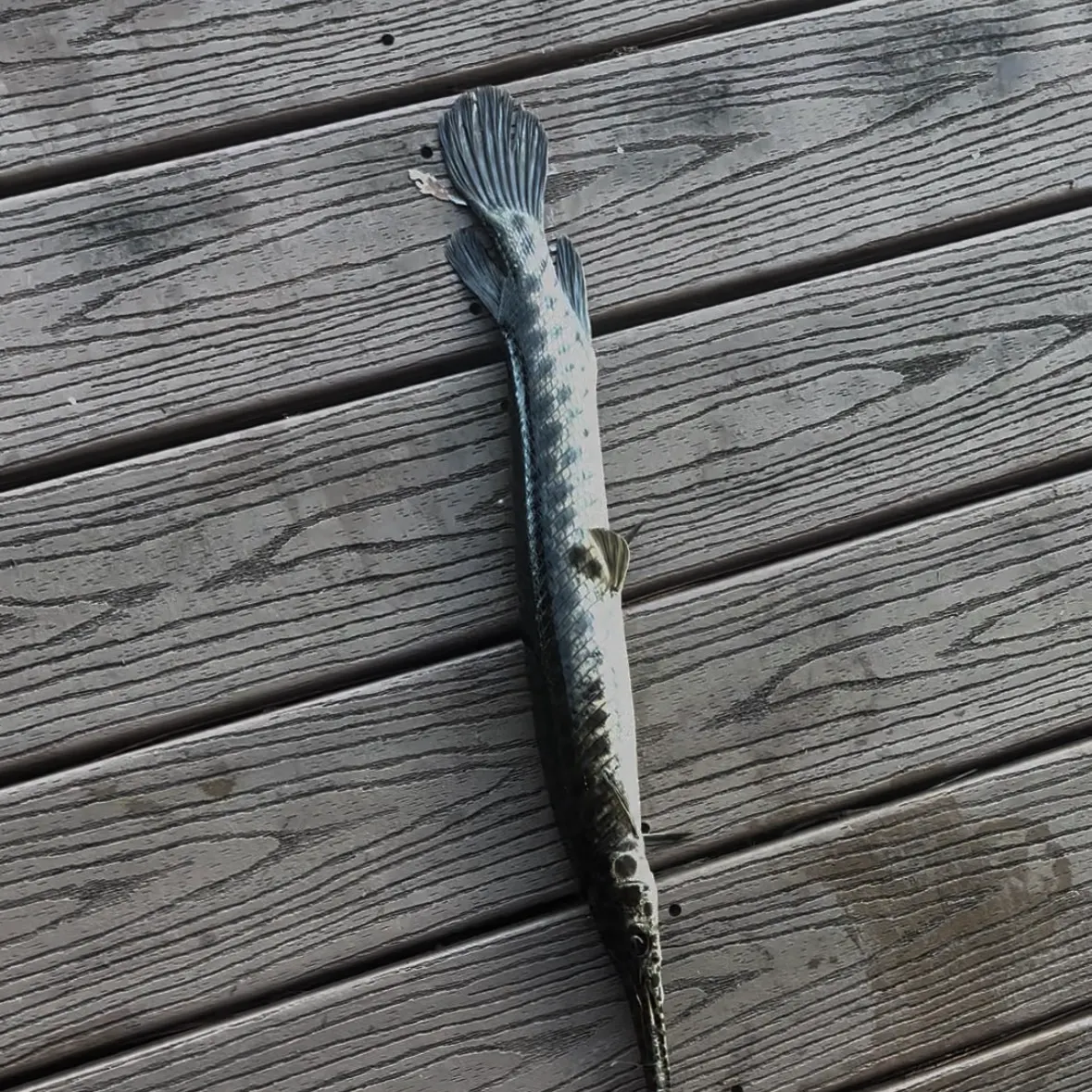 Spotted gar caught on Fishbrain