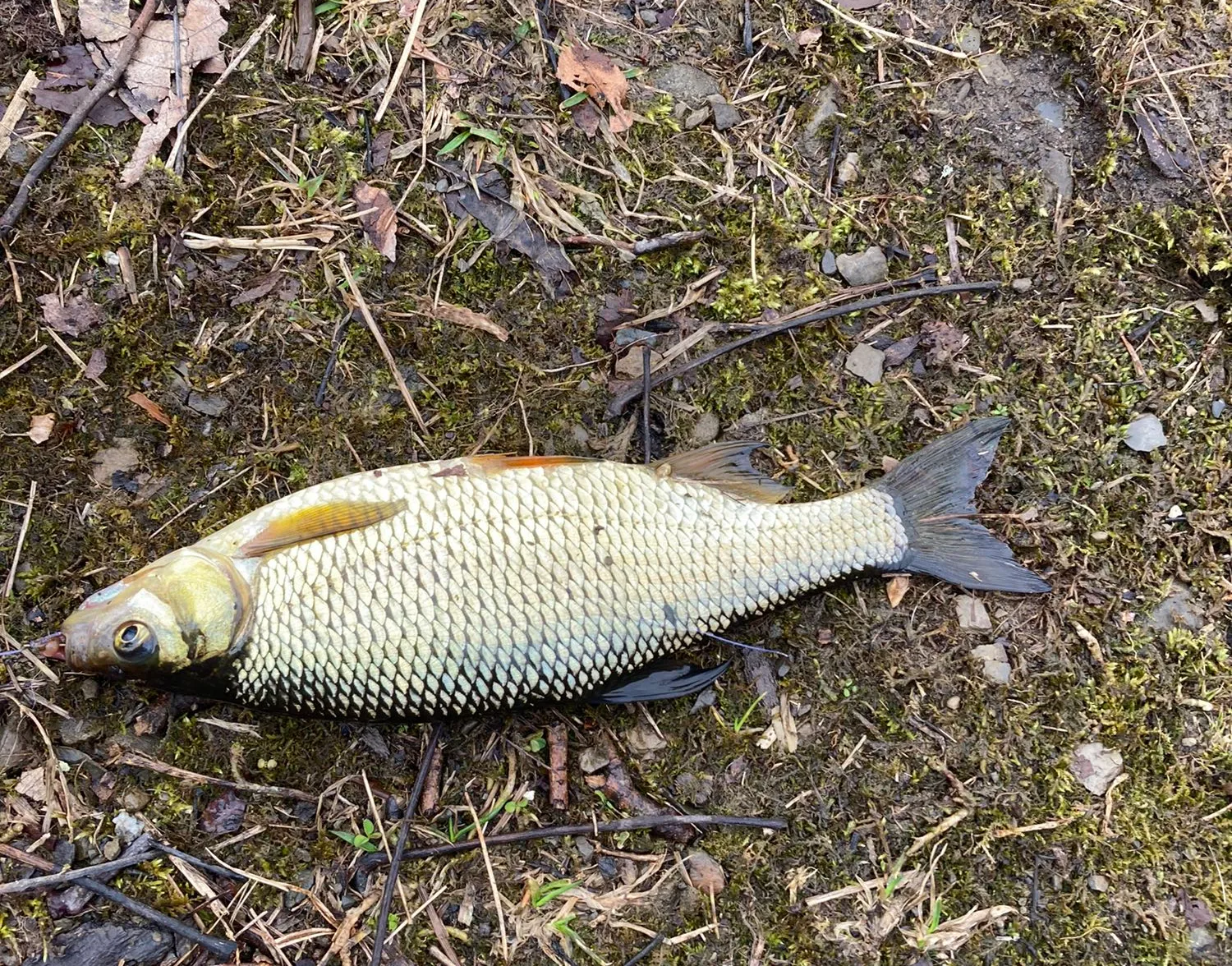 Fallfish