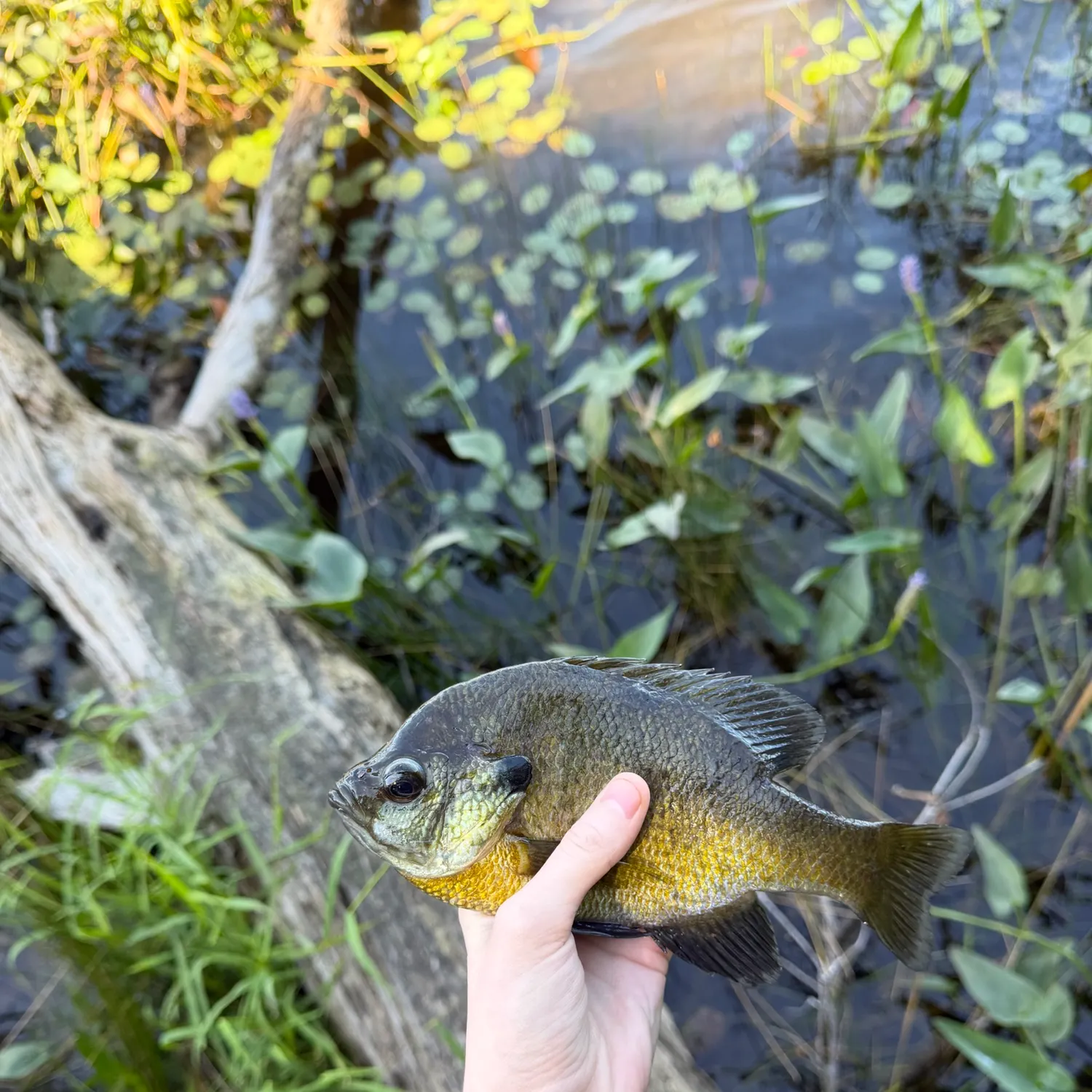 Bluegill caught on Fishbrain