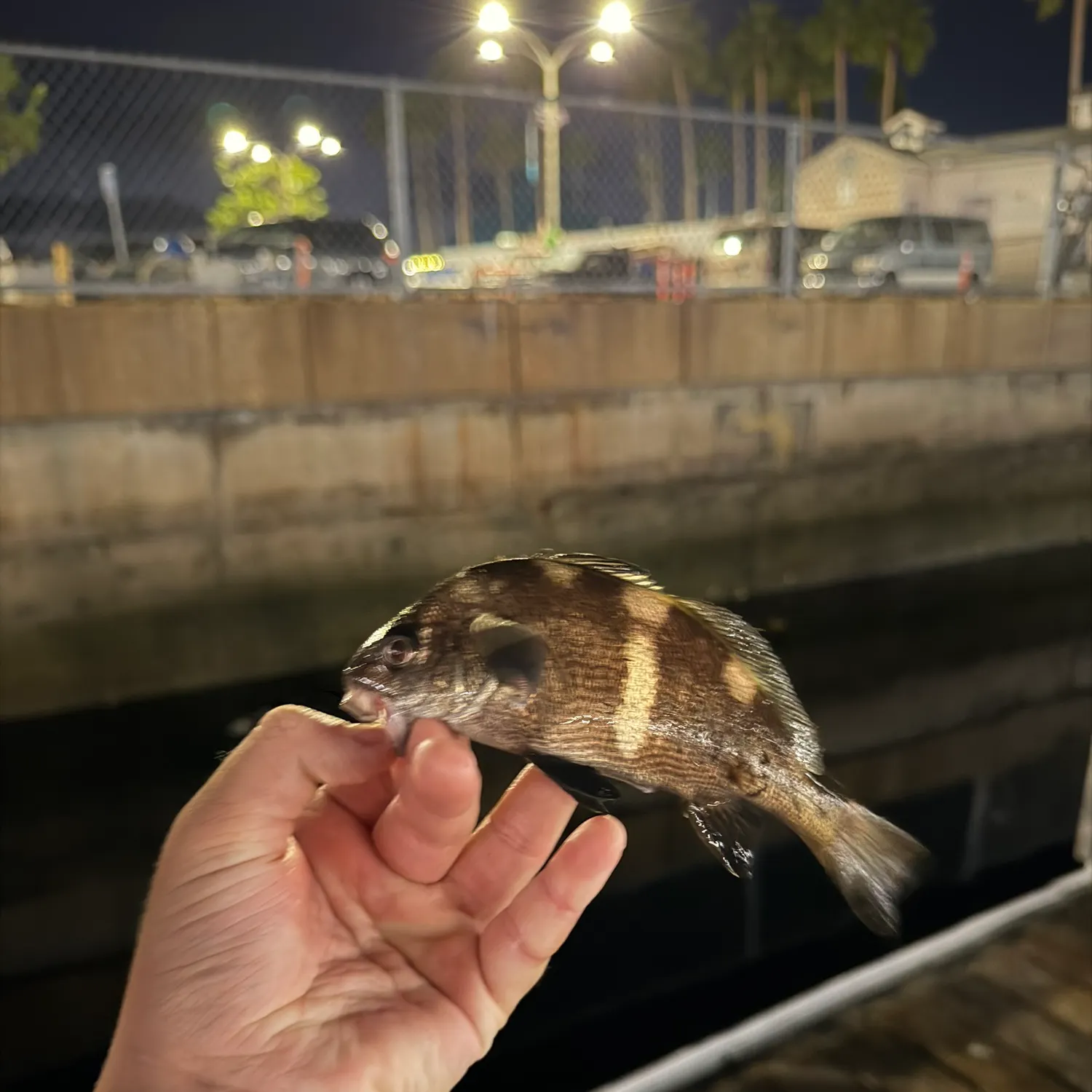The most recent Black croaker catches on Fishbrain