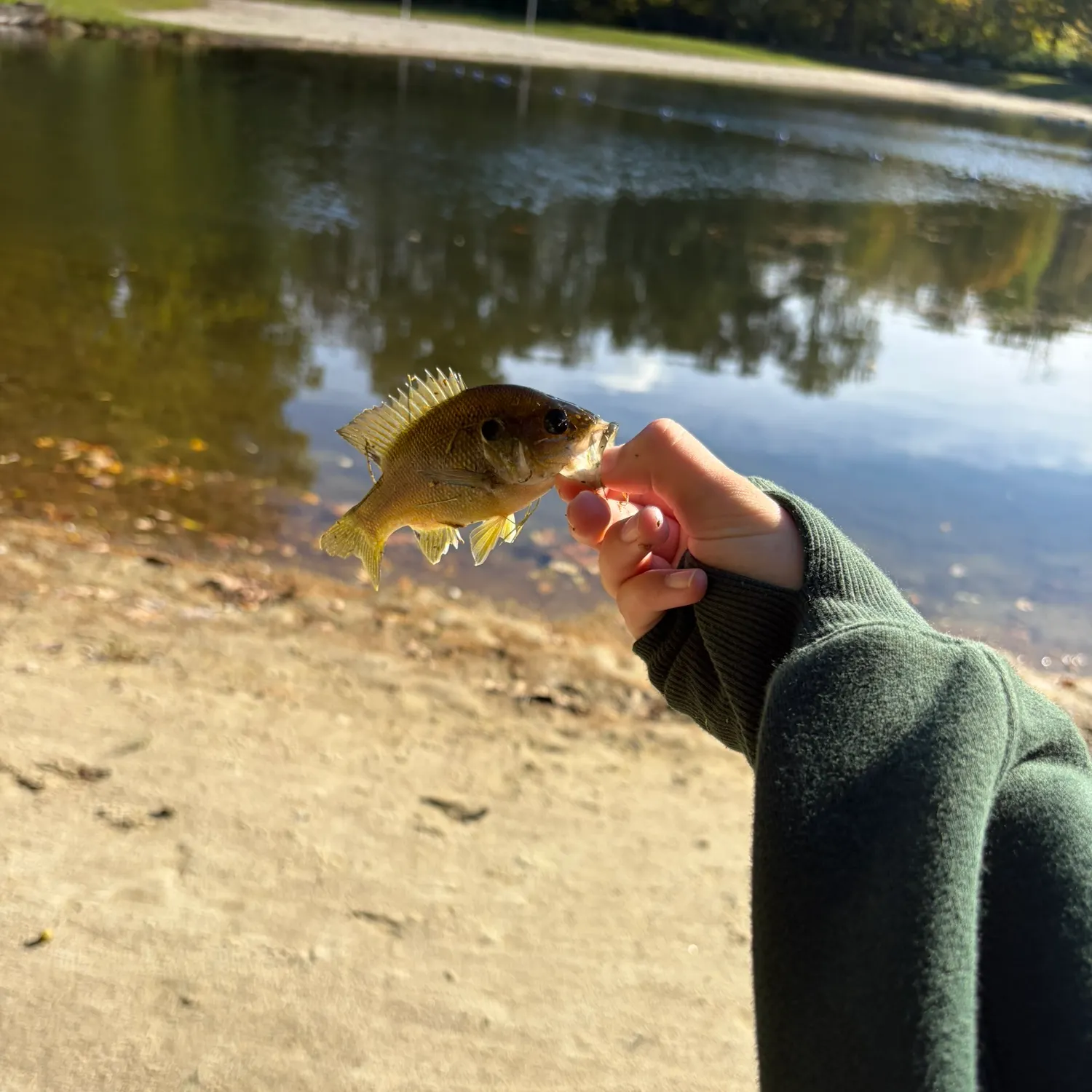 Green sunfish caught on Fishbrain