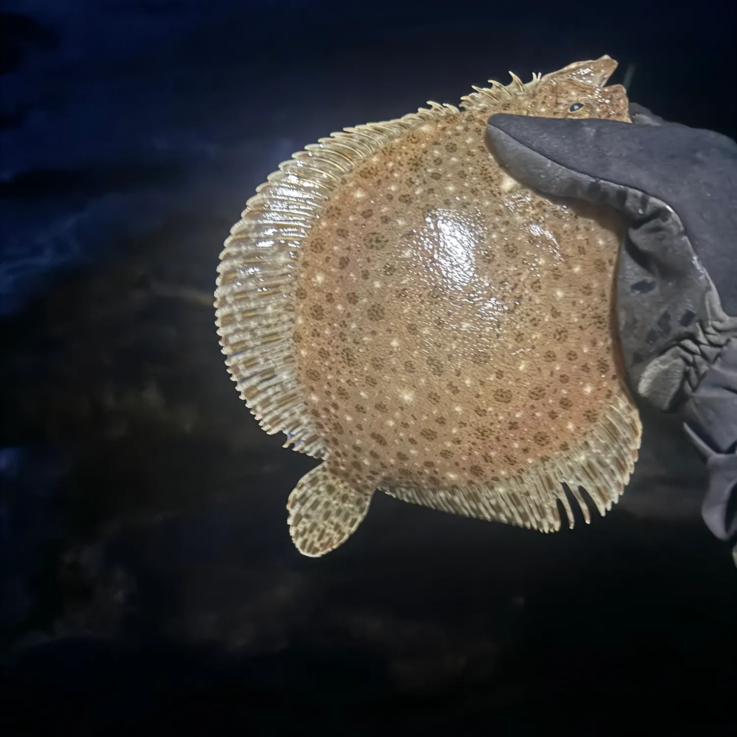 The most recent Windowpane flounder catches on Fishbrain