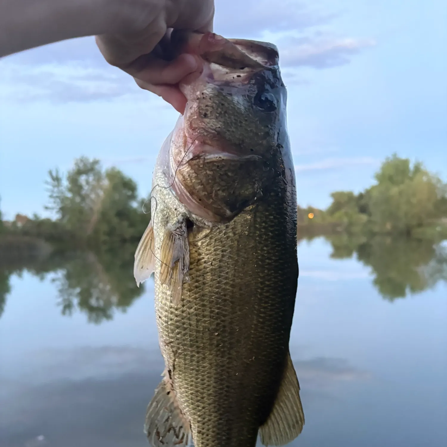 Largemouth bass caught on Fishbrain