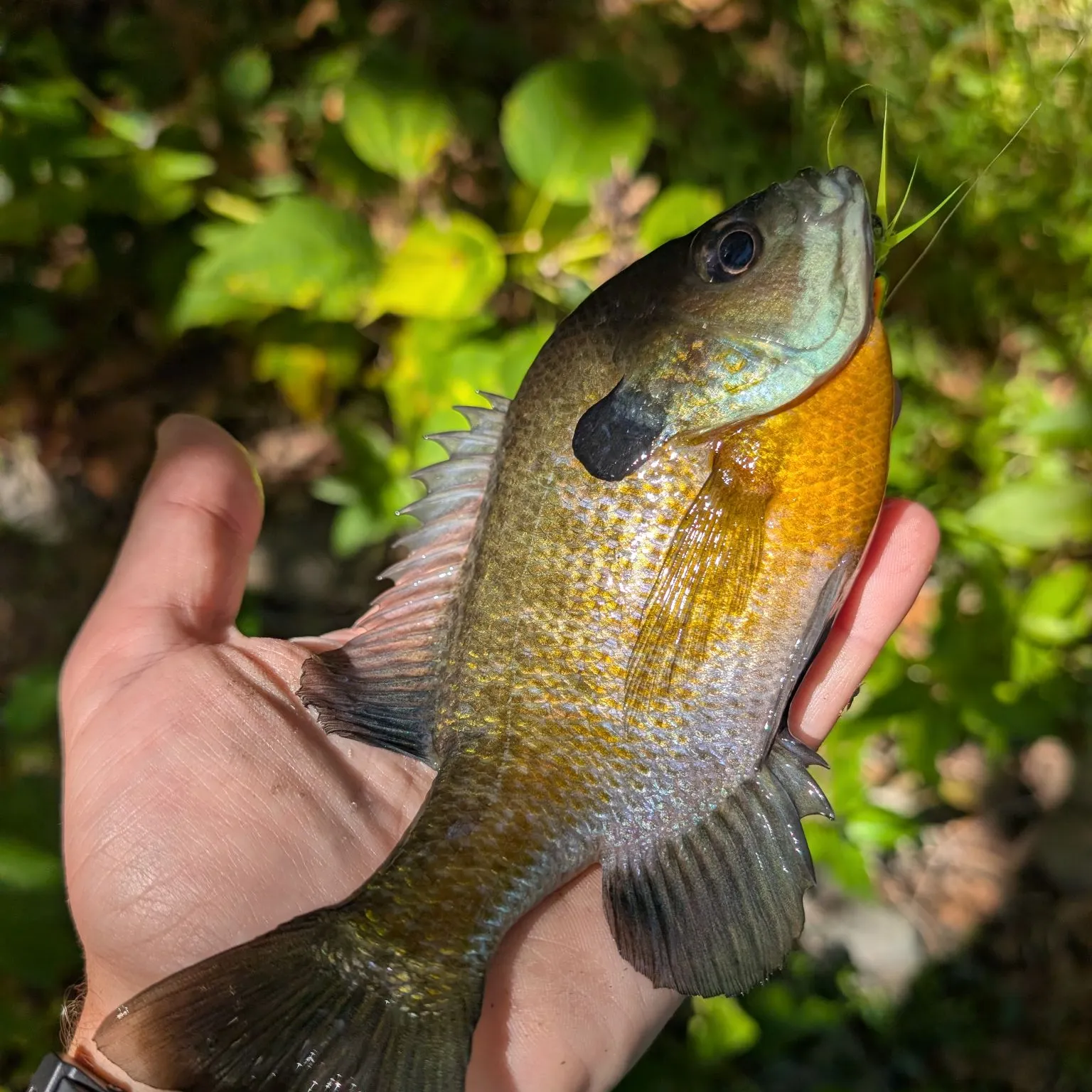 Bluegill caught on Fishbrain