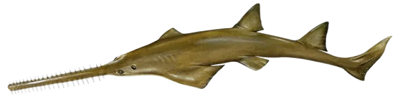 Smalltooth sawfish
