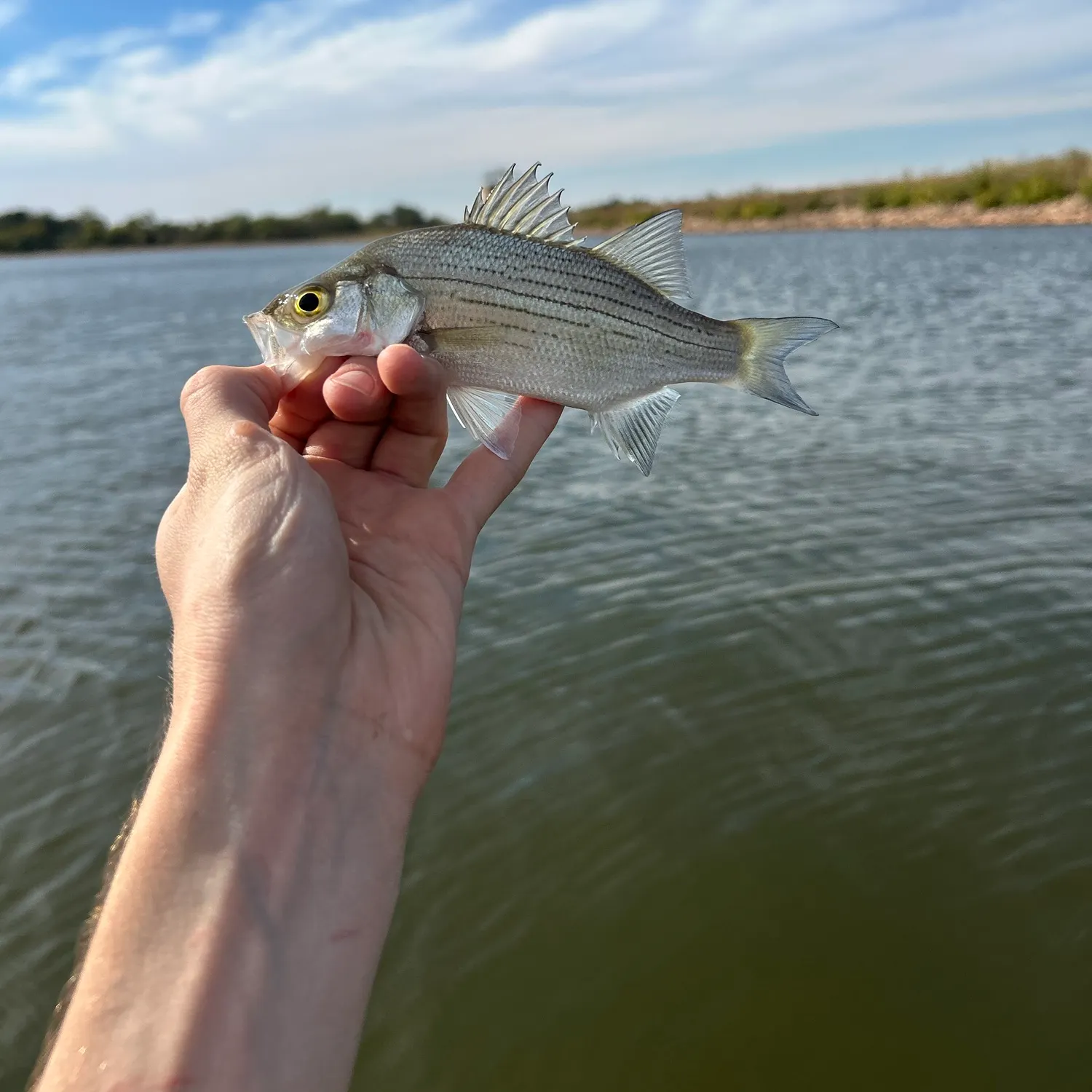 White bass caught on Fishbrain