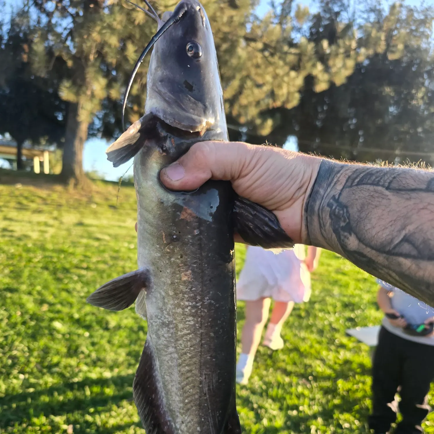 Fish caught on Fishbrain