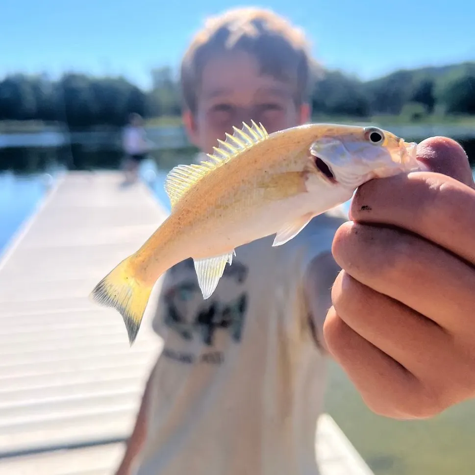 Smallmouth bass caught on Fishbrain
