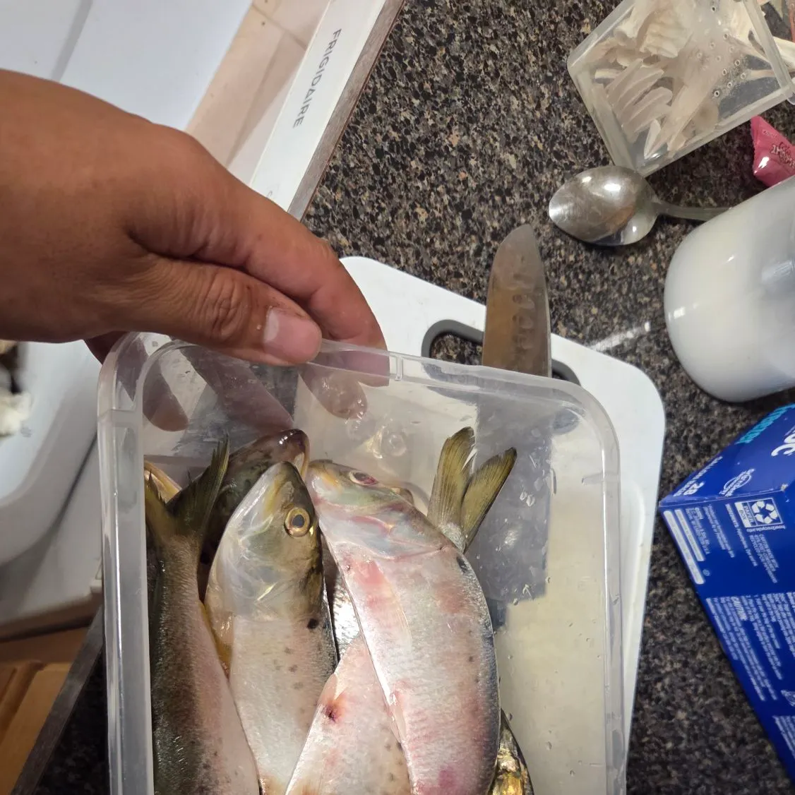 The most recent Gulf menhaden catches on Fishbrain
