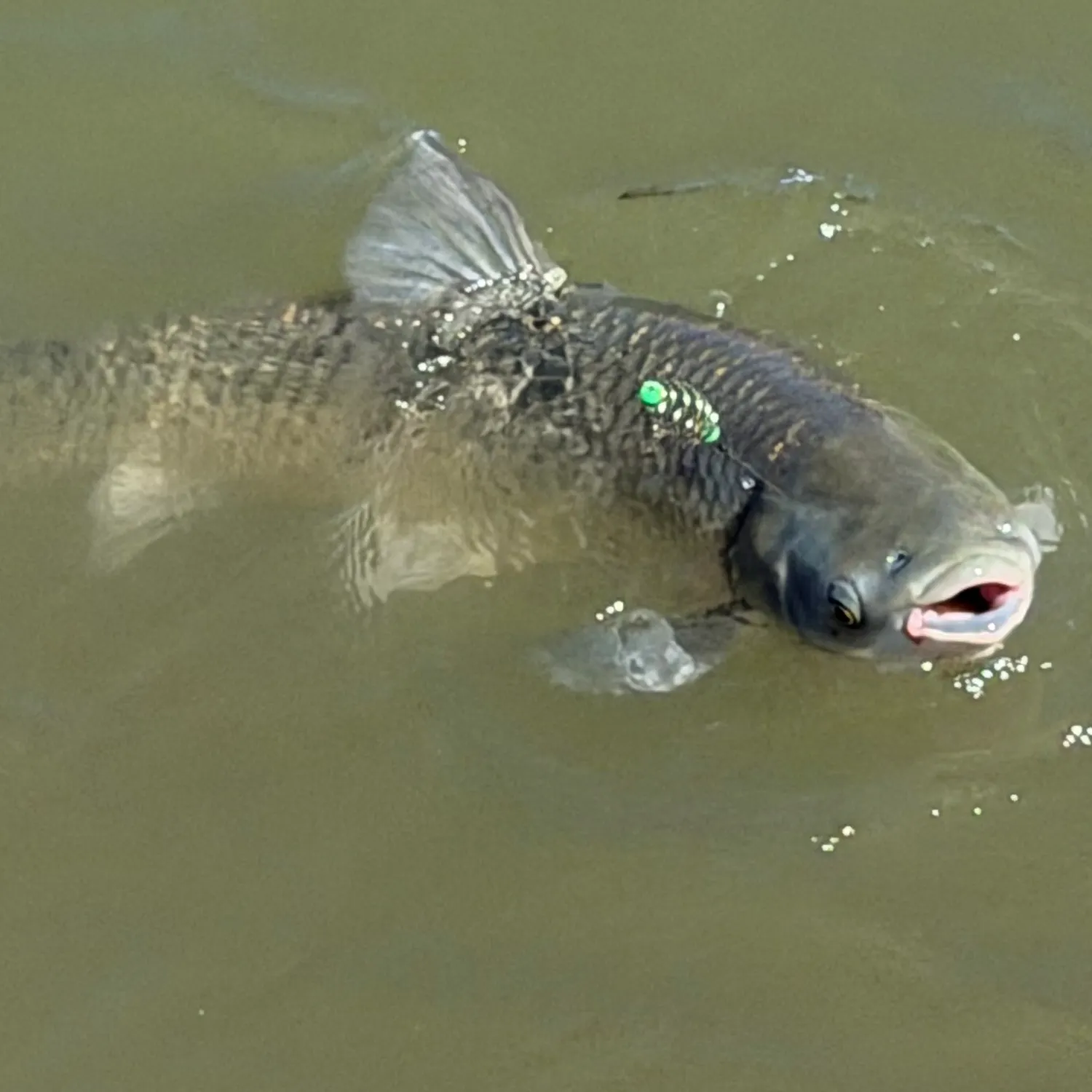 Grass carp caught on Fishbrain