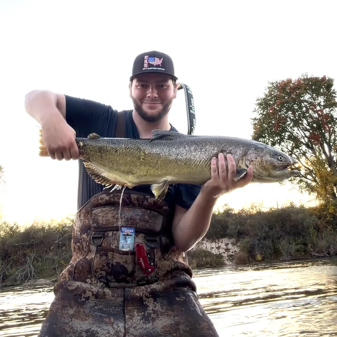 Chinook salmon caught on Fishbrain