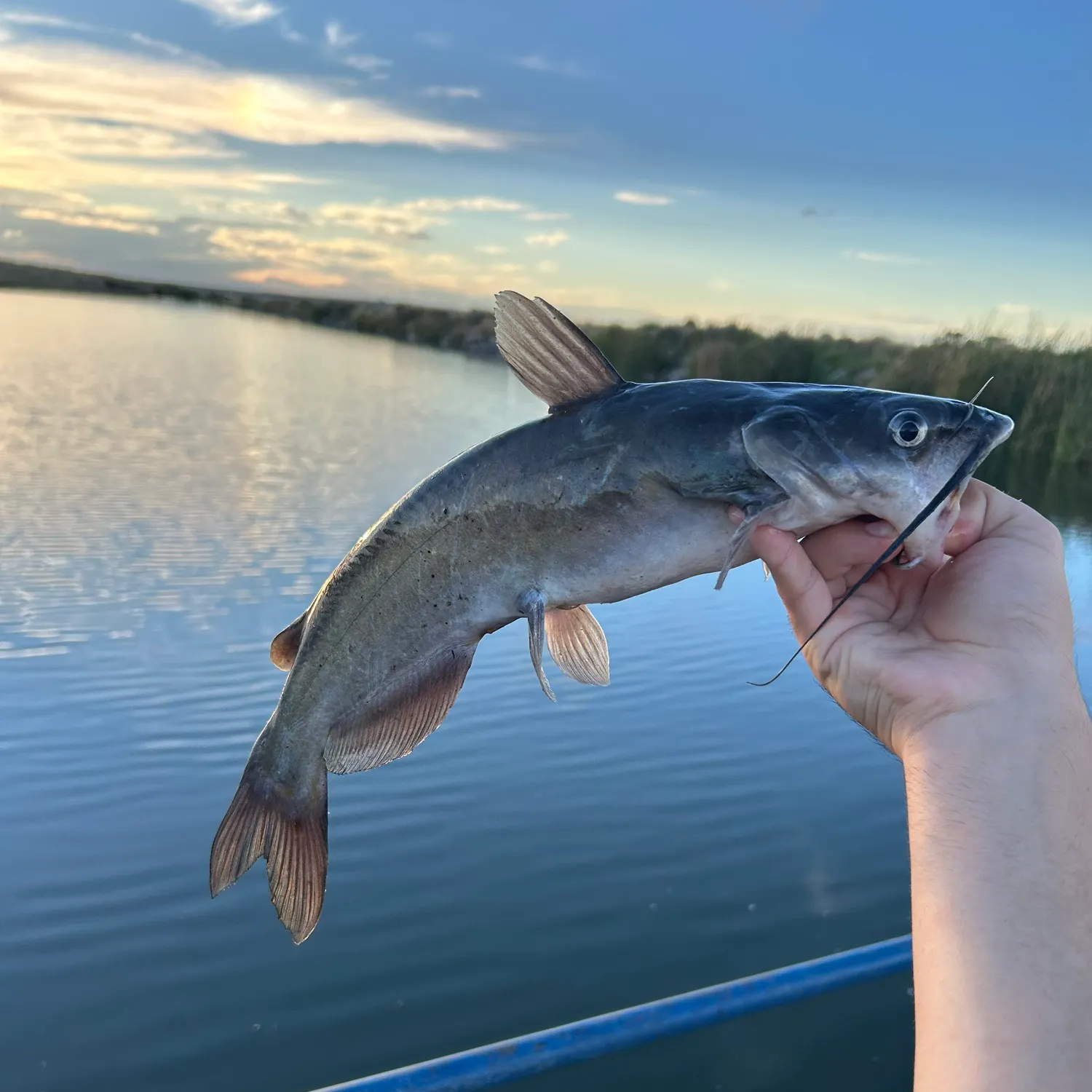 Channel catfish caught on Fishbrain