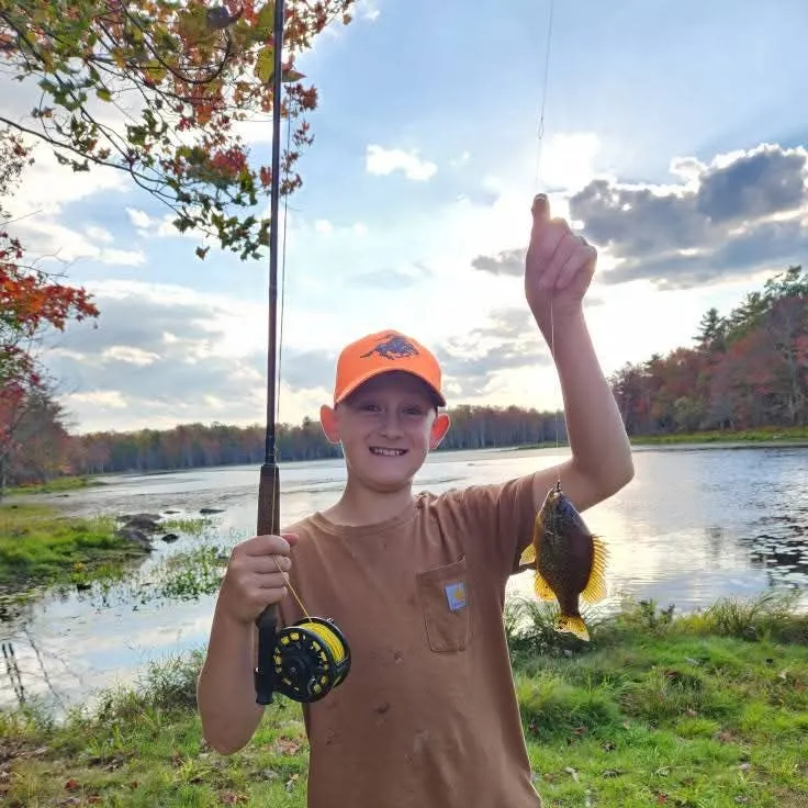 Pumpkinseed caught on Fishbrain