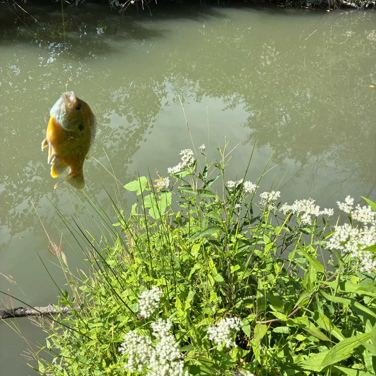 Bluegill caught on Fishbrain