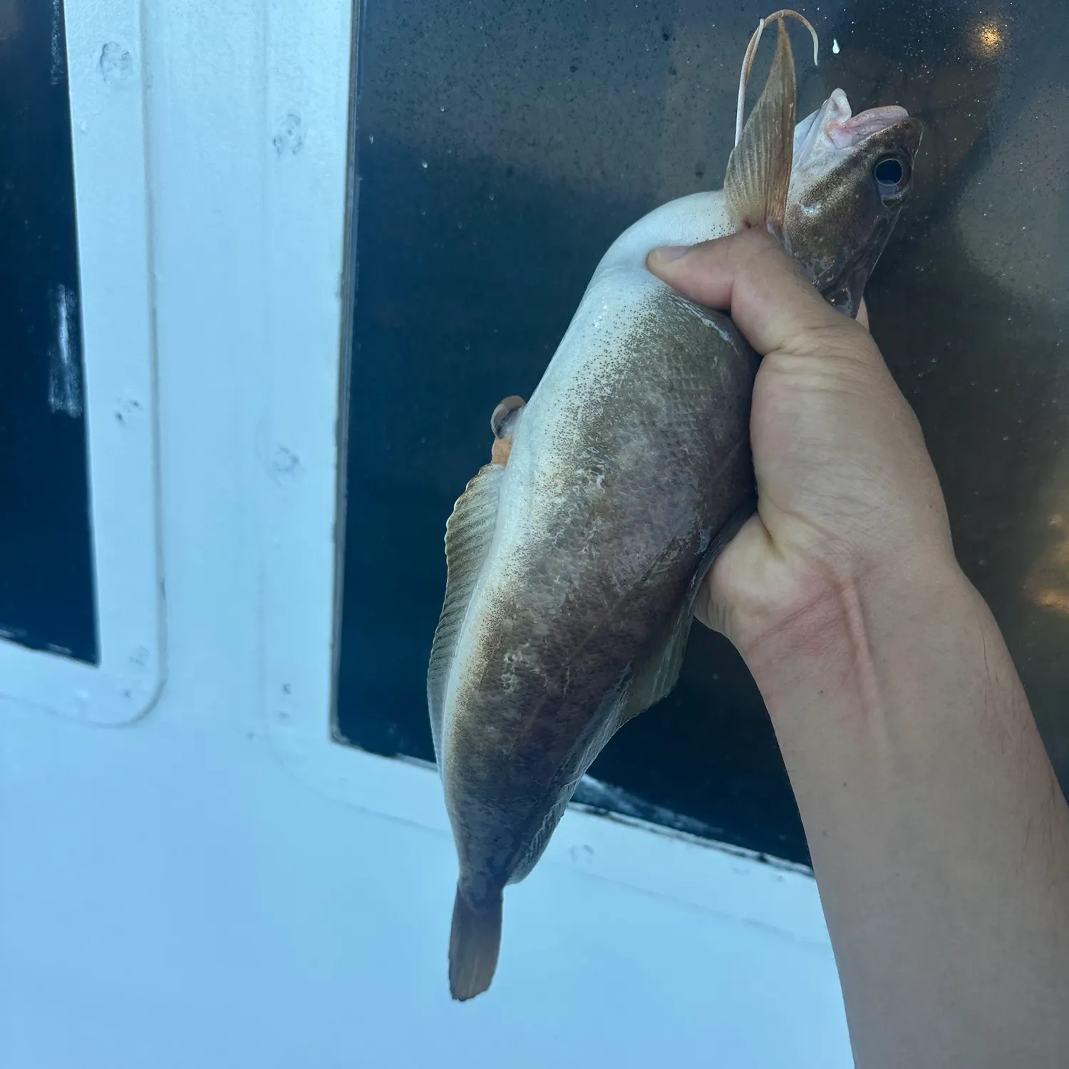 The most recent Red hake catches on Fishbrain