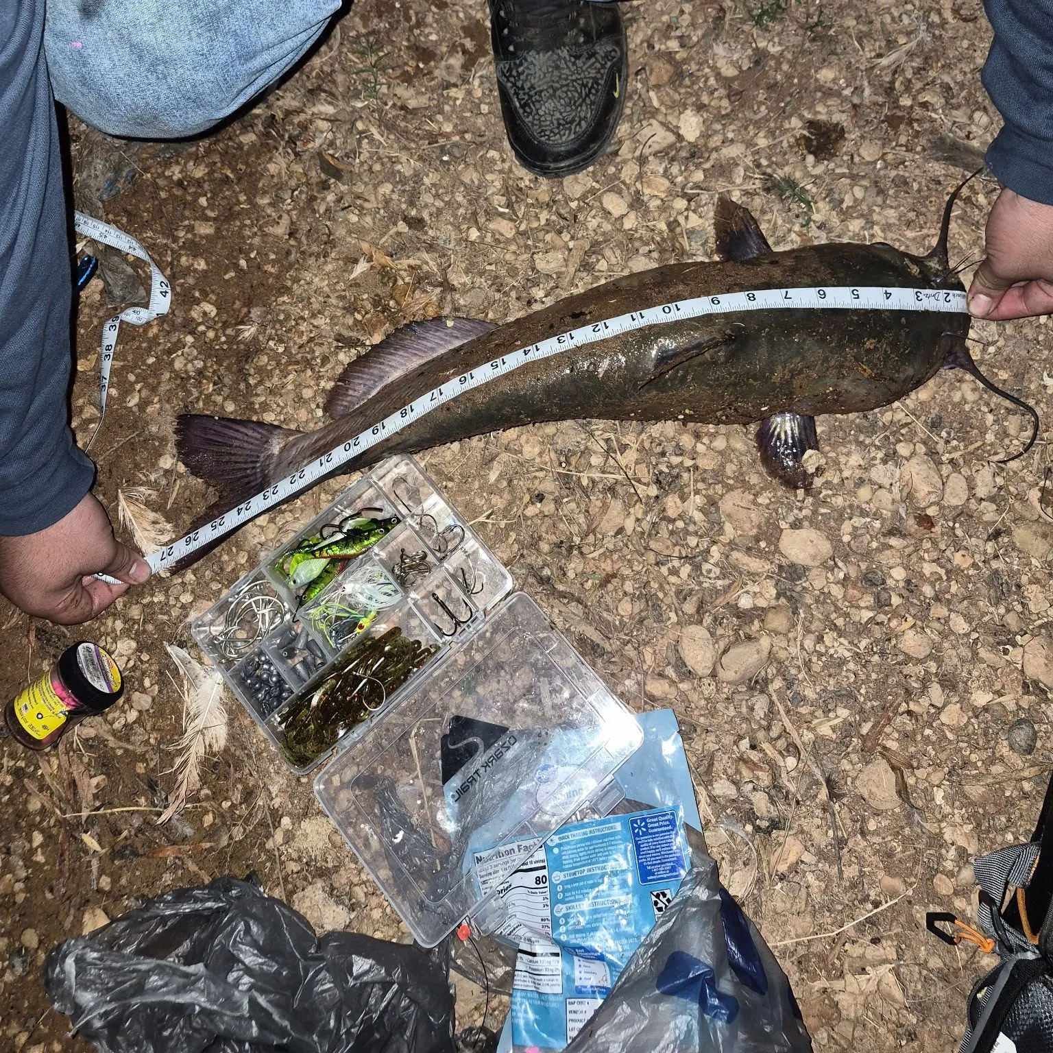 Channel catfish caught on Fishbrain