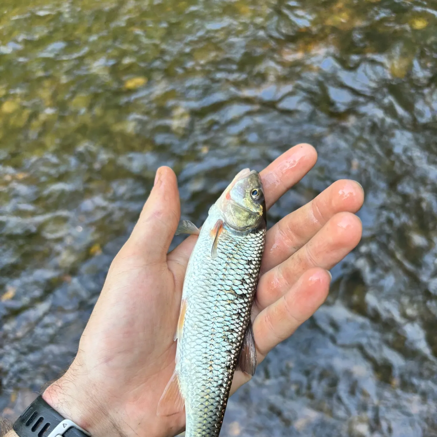 The most recent Fallfish catches on Fishbrain