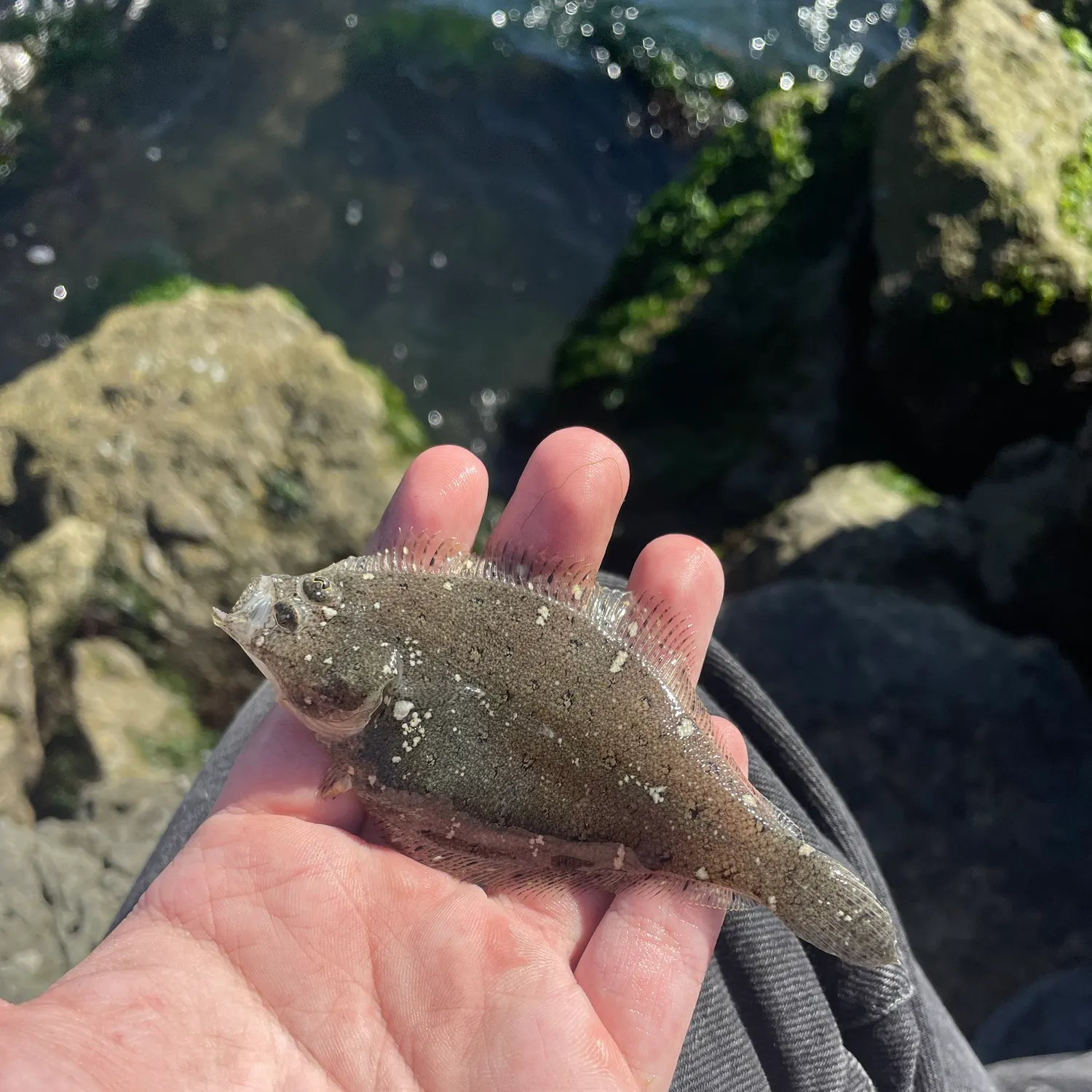 Pacific sanddab caught on Fishbrain