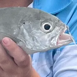 The most recent Giant trevally catches on Fishbrain