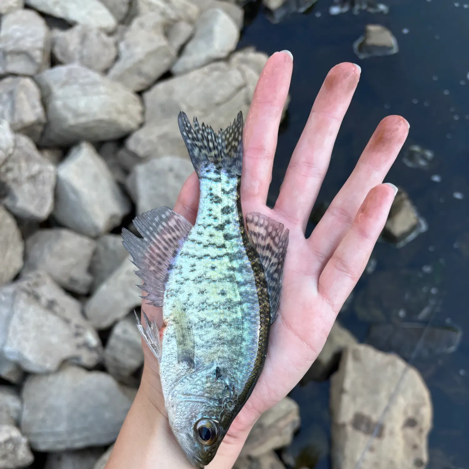White crappie caught on Fishbrain