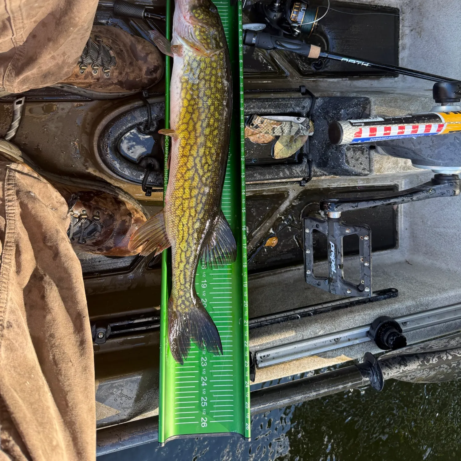 Chain pickerel caught on Fishbrain